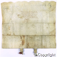 croc.ms.101_T241.r.jpg